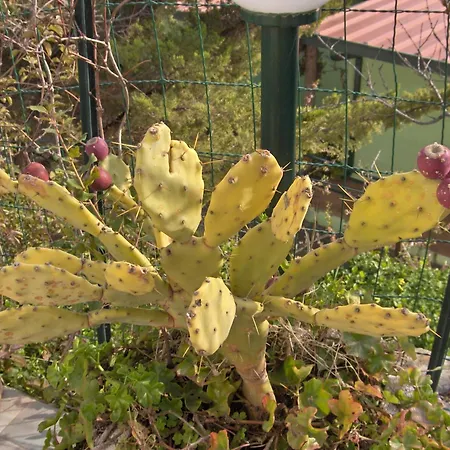 San Michele Mattinata