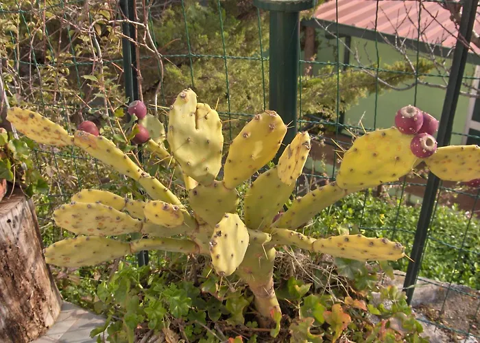 San Michele Mattinata